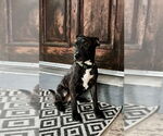 Small #4 French Bulldog-Staffordshire Bull Terrier Mix