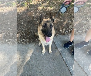 German Shepherd Dog Dogs for adoption in McDonough, GA, USA