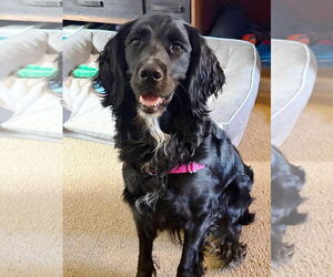 English Springer Spaniel-Unknown Mix Dogs for adoption in Rootstown, OH, USA