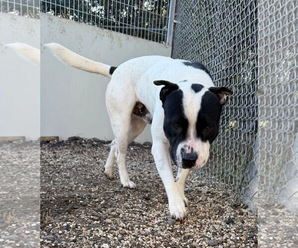 Medium Photo #4 Siberian Husky-Unknown Mix Puppy For Sale in Oakhurst, NJ, USA