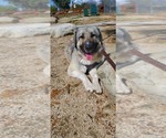 Small Photo #38 Anatolian Shepherd-Great Pyrenees Mix Puppy For Sale in AGOURA HILLS, CA, USA