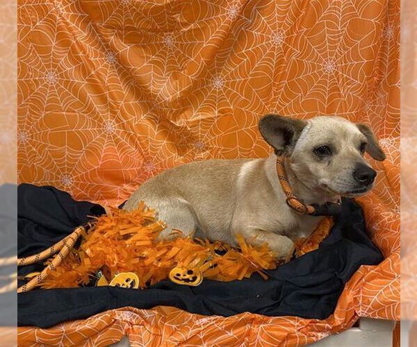 Medium Photo #1 Chihuahua-Unknown Mix Puppy For Sale in Modesto, CA, USA