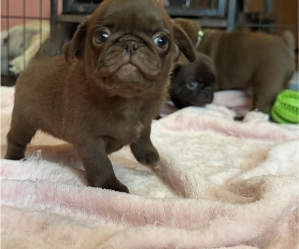 Medium Photo #1 Pug Puppy For Sale in BLOOMINGTON, IL, USA