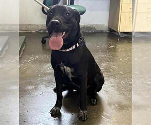 Mutt Dogs for adoption in Camarillo, CA, USA