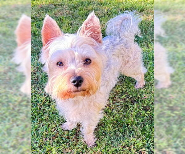 Medium Photo #5 Mutt Puppy For Sale in Corona, CA, USA