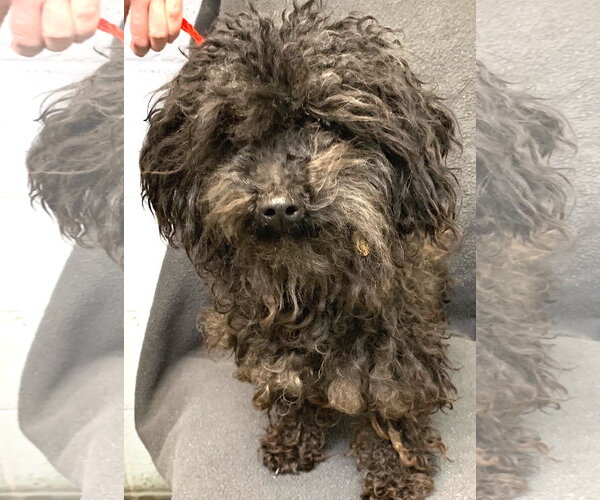 Medium Photo #3 Shih-Poo Puppy For Sale in Mount Airy, NC, USA