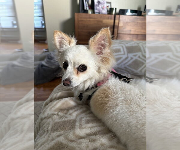 Medium Photo #6 Chihuahua Puppy For Sale in Mundelein, IL, USA