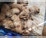 Small Photo #30 Golden Retriever Puppy For Sale in CLAREMORE, OK, USA