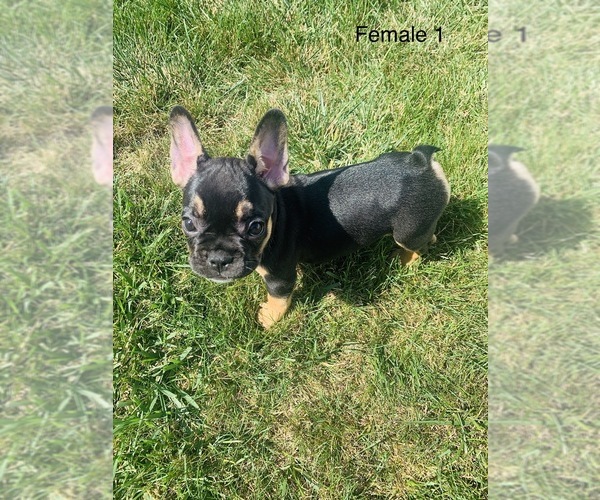 Medium Photo #3 French Bulldog Puppy For Sale in FRASER, MI, USA