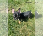 Small Photo #3 French Bulldog Puppy For Sale in FRASER, MI, USA