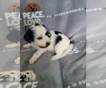Small Photo #5 Maltipoo-Poodle (Toy) Mix Puppy For Sale in GRANDVILLE, MI, USA