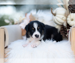 Small #4 Border Collie