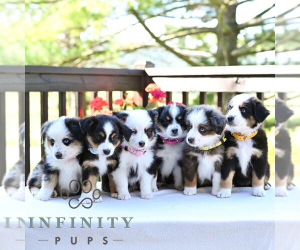 Medium Photo #2 Miniature Australian Shepherd Puppy For Sale in REBERSBURG, PA, USA