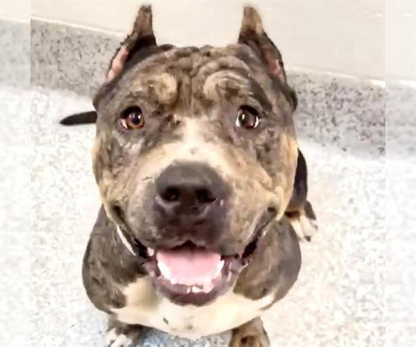 Medium Photo #1 Bullypit Puppy For Sale in Houston, TX, USA