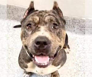 Bullypit Dogs for adoption in Houston, TX, USA