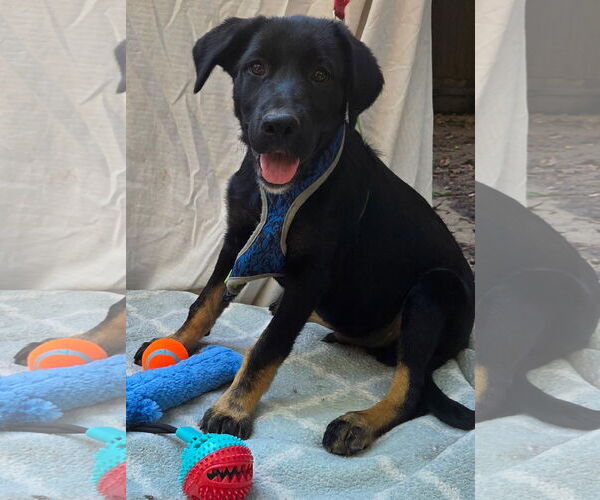 Medium Photo #1 German Shepherd Dog-Unknown Mix Puppy For Sale in Decatur, GA, USA