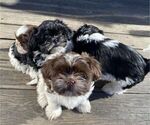 Puppy 1 Zuchon