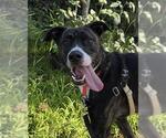 Small #1 Mutt