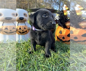 Labrador Retriever Puppy for sale in NEOLA, WV, USA