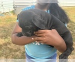 Small #13 Cane Corso-Rottweiler Mix
