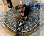 Small #2 Australian Shepherd-Retriever  Mix