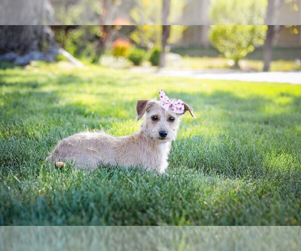 Medium Photo #3 Chihuahua-Unknown Mix Puppy For Sale in Sandy, UT, USA