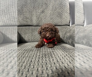 Poodle (Toy) Puppy for sale in JEFFERSONVILLE, IN, USA