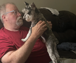 Small Photo #1 Schnoodle (Miniature) Puppy For Sale in DINWIDDIE, VA, USA