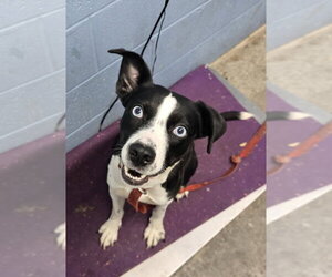 Mutt Dogs for adoption in Evansville, IN, USA