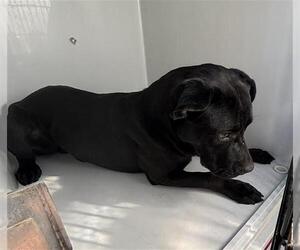 Labrador Retriever Dogs for adoption in Houston, TX, USA