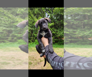 Border Collie Puppy for sale in TACOMA, WA, USA