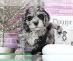 Small Photo #7 Bernedoodle Puppy For Sale in BEL AIR, MD, USA