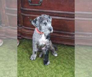 Great Dane Puppy for sale in PARKER, PA, USA
