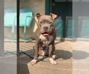 American Pit Bull Terrier-Staffordshire Bull Terrier Mix Dogs for adoption in Princeton, MN, USA