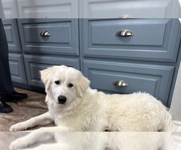 Medium Photo #1 Great Pyrenees Puppy For Sale in Spring, TX, USA
