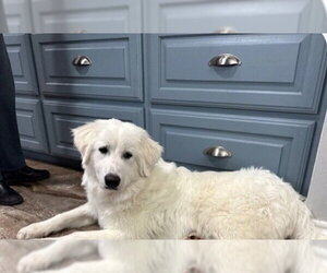 Great Pyrenees Dogs for adoption in Spring, TX, USA