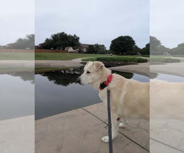 Medium Photo #11 Great Pyrenees-Unknown Mix Puppy For Sale in Rowlett, TX, USA