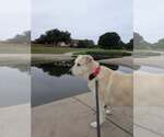 Small #10 Great Pyrenees Mix