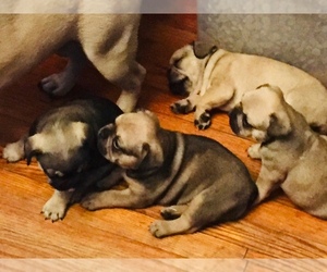 French Bulldog Puppy for sale in AWENDAW, SC, USA