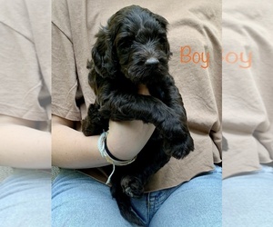 Aussiedoodle Puppy for sale in GAINESVILLE, GA, USA