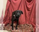 Small Rat Terrier Mix