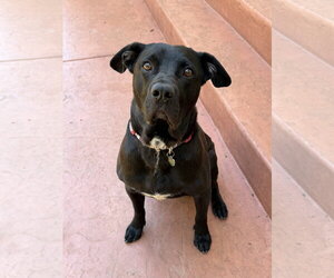 Ralphie - Male Labrador Retriever-Unknown Mix Dog for Adoption - Photo #8
