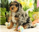Puppy Blue Bernedoodle (Miniature)