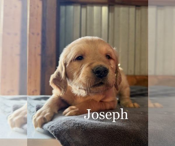 Medium Photo #2 Golden Retriever Puppy For Sale in LE ROY, MN, USA