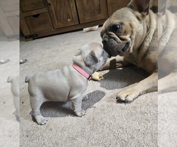 Medium Photo #10 French Bulldog Puppy For Sale in BLANCA, CO, USA