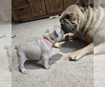 Small #9 French Bulldog