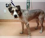 Small Anatolian Shepherd-Siberian Husky Mix
