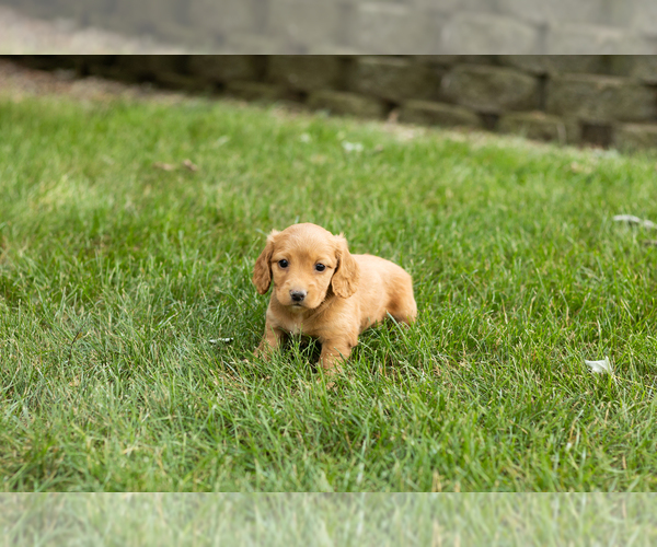 Medium Photo #2 Dachshund Puppy For Sale in MILFORD, IN, USA