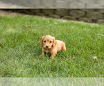 Small #1 Dachshund