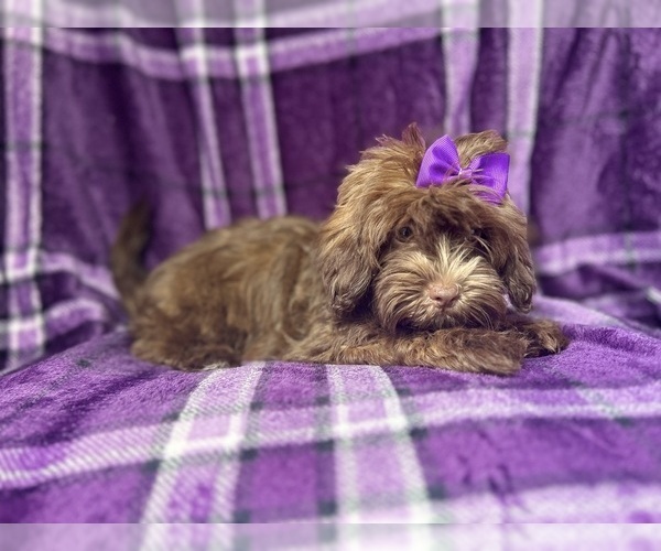 Medium Photo #2 ShihPoo Puppy For Sale in LAKELAND, FL, USA